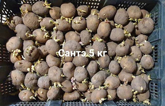Продам Семенной Сортовой Картофель50р. кг! 6 сортов! Всего 50 кг, новый ...