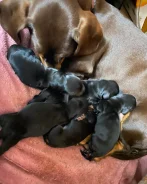 �����. ����