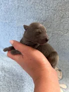 ��������. ����