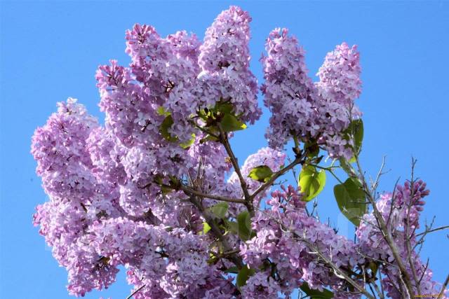 Сирень цветы Травяной чай, в наличии. Цена: 100₽ во Владивостоке