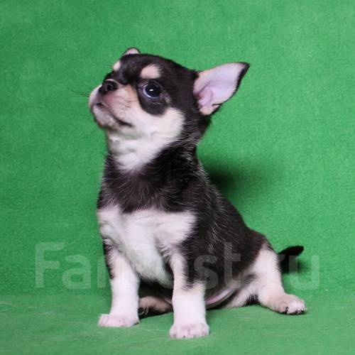 Щенки чихуахуа. Щенки чихуахуа из питомника. Щенки чихуахуа из питомника. Чихуахуа мини питомник. Чихуа хрустальный.