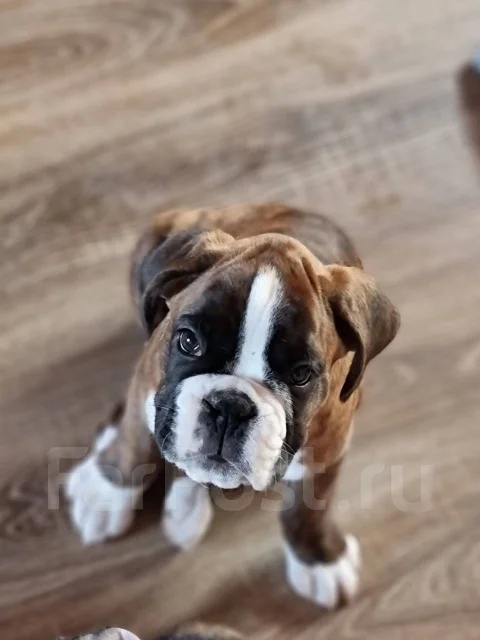 ������. ����