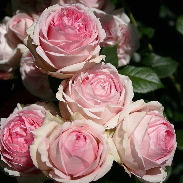 Вероника ферст леди описание и фото