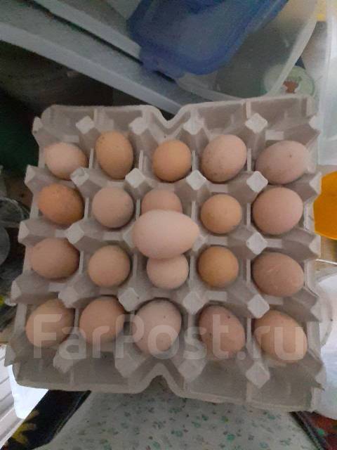 Яйцо цесарки на инкубацию, под заказ. Цена: 50₽ во Владивостоке