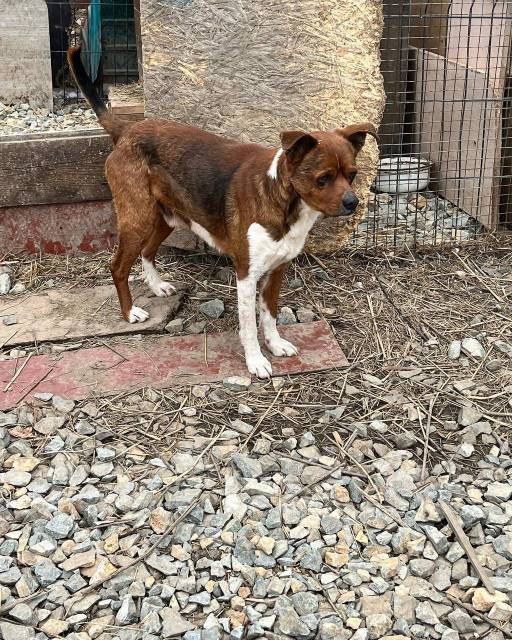 Собаки в добрые руки во Владивостоке