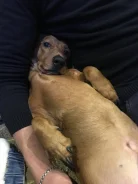 �����. ����