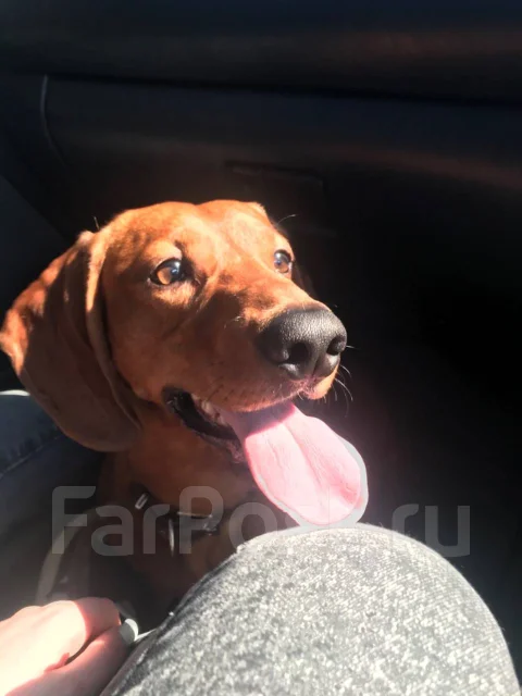 �����. ����