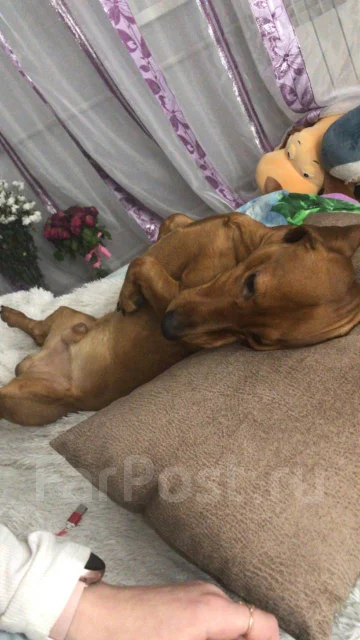�����. ����