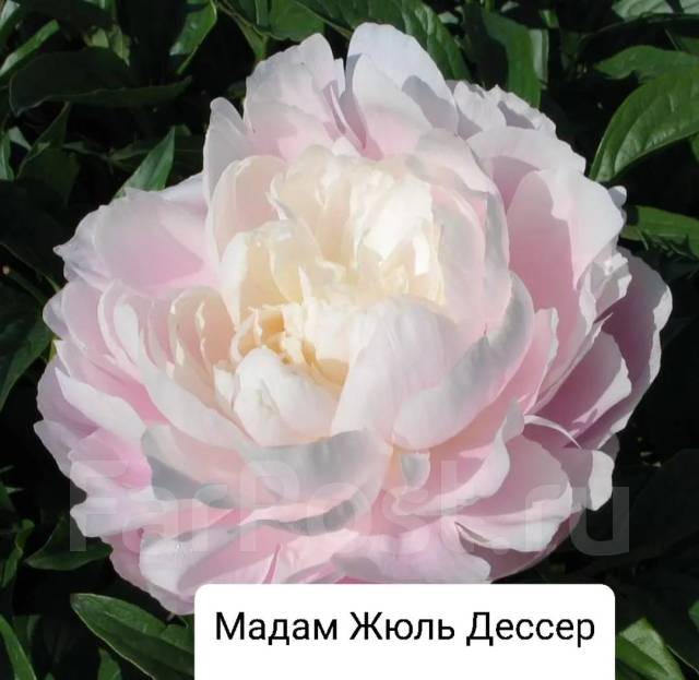 Пион травянистый,4 вида, под заказ, цена за шт, новый. Цена: 1 700₽ во ...