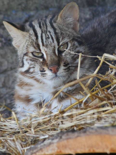 �������, ������� �� ����� �� ���������-����������-�������, ������� �� ����� �� ���������. �� ������� �.�. ������������ �����, ������������ �����, ���...