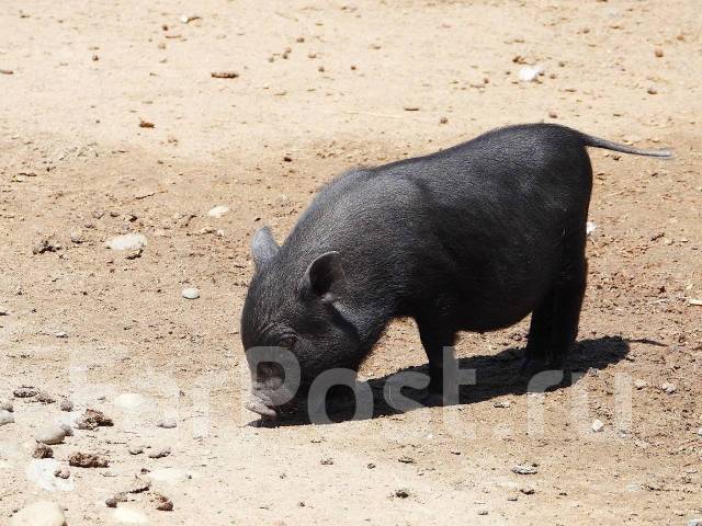 �������, ������� �� ����� �� ���������-����������-�������, ������� �� ����� �� ���������. �� ������� �.�. ������������ �����, ������������ �����, ���...