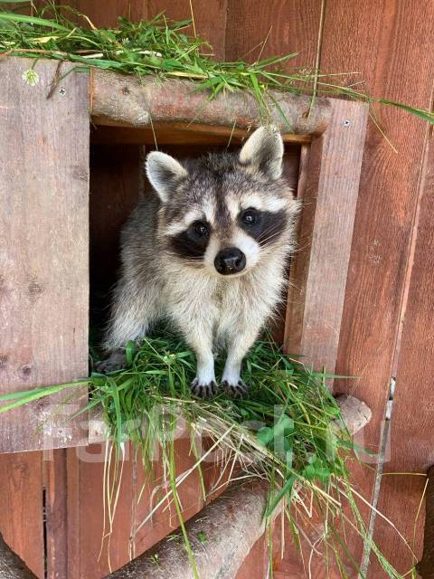 �������, ������� �� ����� �� ���������-����������-�������, ������� �� ����� �� ���������. �� ������� �.�. ������������ �����, ������������ �����, ���...