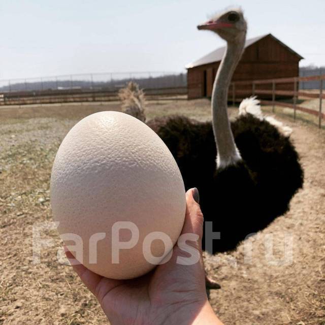 �������, ������� �� ����� �� ���������-����������-�������, ������� �� ����� �� ���������. �� ������� �.�. ������������ �����, ������������ �����, ���...