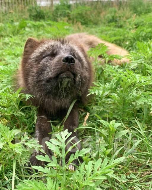 �������, ������� �� ����� �� ���������-����������-�������, ������� �� ����� �� ���������. �� ������� �.�. ������������ �����, ������������ �����, ���...