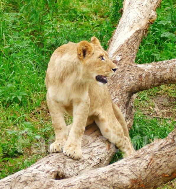 �������, ������� �� ����� �� ���������-����������-�������, ������� �� ����� �� ���������. �� ������� �.�. ������������ �����, ������������ �����, ���...