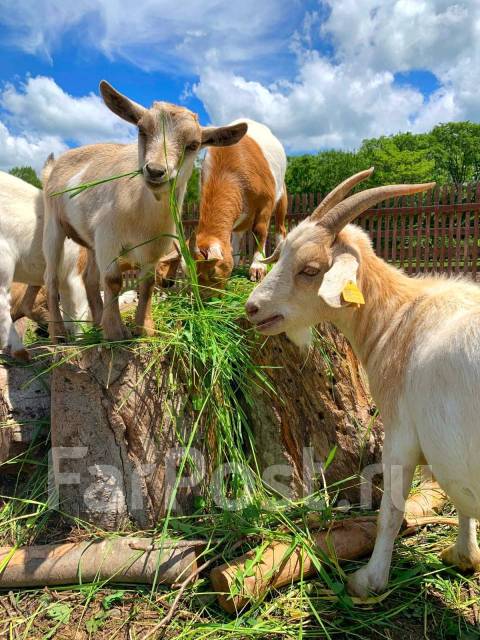 �������, ������� �� ����� �� ���������-����������-�������, ������� �� ����� �� ���������. �� ������� �.�. ������������ �����, ������������ �����, ���...