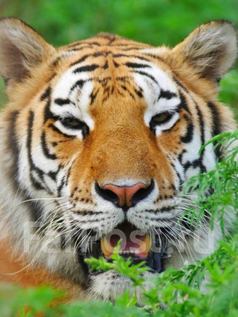 �������, ������� �� ����� �� ���������-����������-�������, ������� �� ����� �� ���������. �� ������� �.�. ������������ �����, ������������ �����, ���...