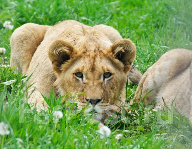 �������, ������� �� ����� �� ���������-����������-�������, ������� �� ����� �� ���������. �� ������� �.�. ������������ �����, ������������ �����, ���...