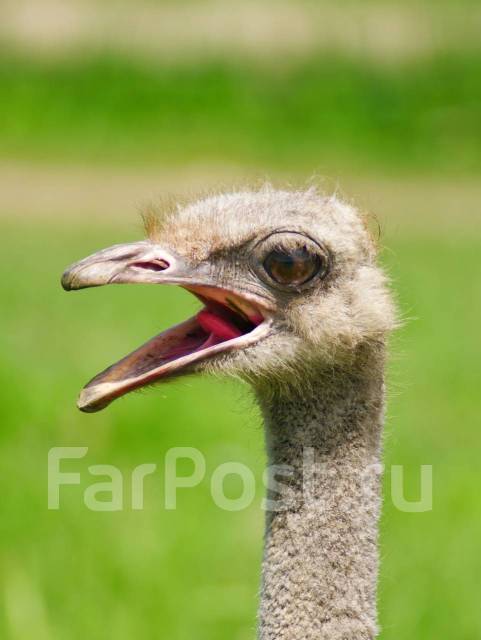 �������, ������� �� ����� �� ���������-����������-�������, ������� �� ����� �� ���������. �� ������� �.�. ������������ �����, ������������ �����, ���...