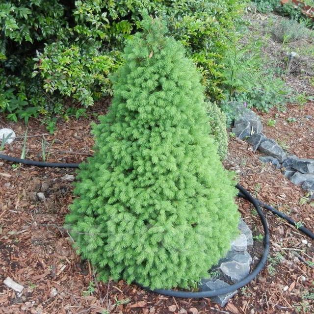 Ель канадская Коника Десембер Фото реальное, новый, в наличии. Цена: 1 ...