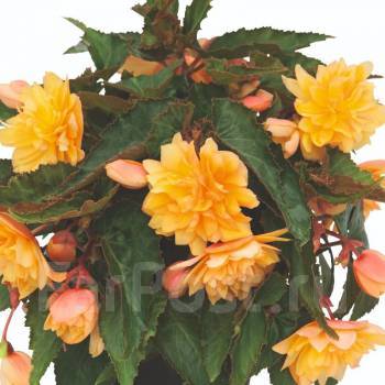 Бегония Belleconia Mango, укорененный черенок, в наличии. Цена: 200₽ во ...