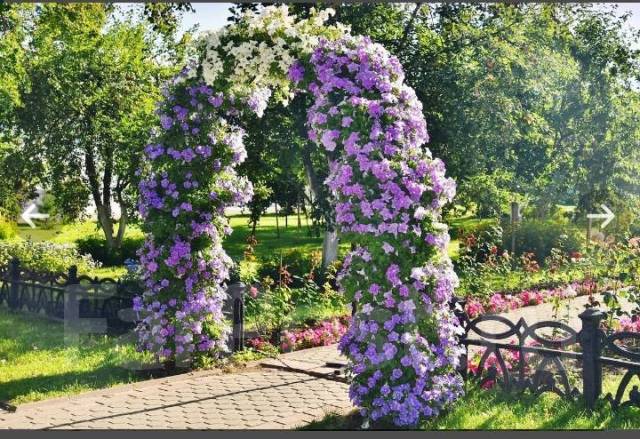 Арка с клематисами в ландшафтном дизайне