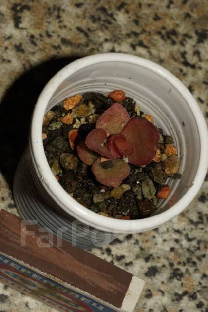Суккуленты: крассула Crassula erosula cv. Campfirе, в наличии. Цена ...