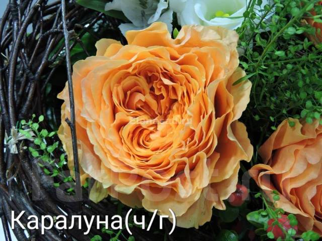 Роза каралуна фото и описание отзывы