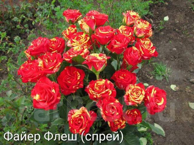 Роза спрей флеш фото и описание