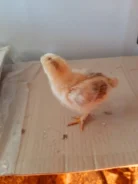 ����. ����