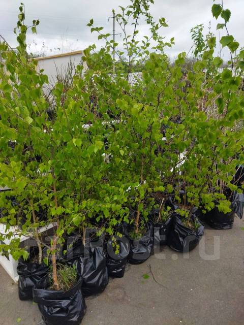 Береза, новый, в наличии во Владивостоке