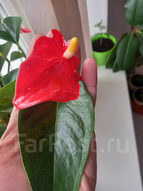 Продам Антуриум(крупный), в наличии. Цена: 1 300₽ во Владивостоке