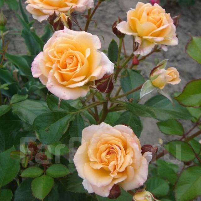 Роза-спрей Макарена, новый, в наличии. Цена: 288₽ во Владивостоке