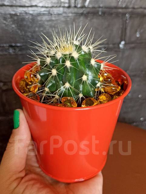 Классный кактус в ярком горшочке. Распродажа, в наличии. Цена: 199₽ во ...