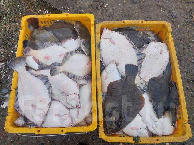 Продам парную камбалу, в наличии. Цена: 150₽ во Владивостоке