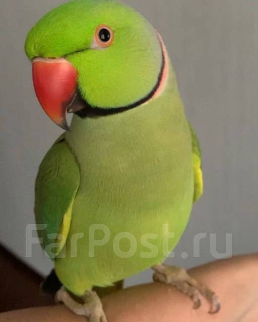 Ожереловый попугай, в наличии. Цена: 35 000₽ во Владивостоке