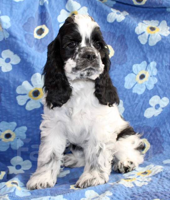 Американский кокер-спаниель. Щенки во Владивостоке