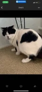�����. ����