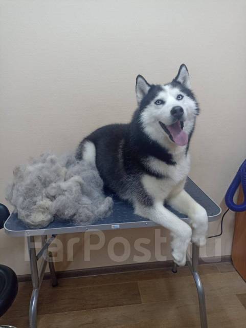 Курсы груминга. Индивидуальное обучение. Груминг с 0! Рассрочка в Артеме