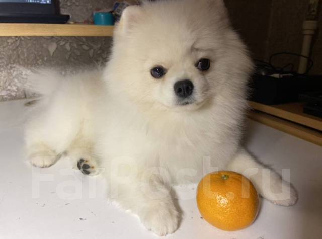 Молодой мини шпиц, вязка во Владивостоке