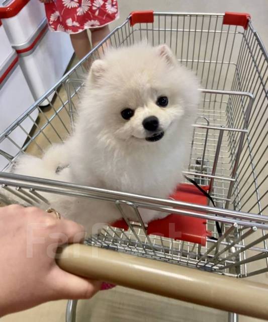 Молодой мини шпиц, вязка во Владивостоке