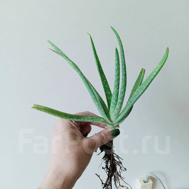 Растение алое вера, в наличии. Цена: 500₽ во Владивостоке