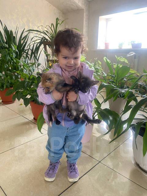 Продается ручной лисенок, в наличии во Владивостоке