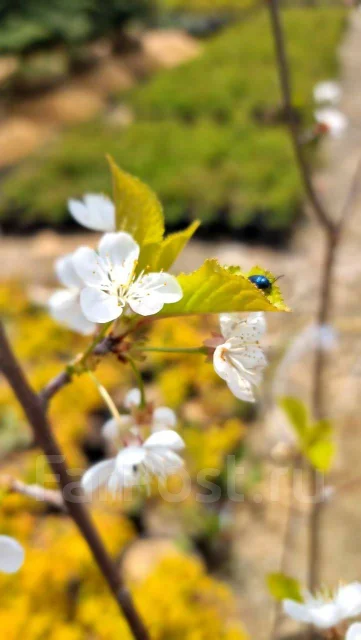 Вишня Чудо Вишня 3 года, новый, в наличии. Цена: 1 900? во Владивостоке