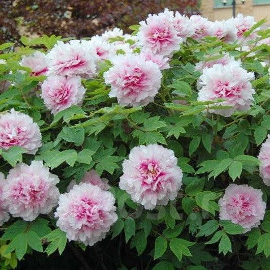 Пион древовидный, под заказ, новый. Цена: 4 710₽ во Владивостоке