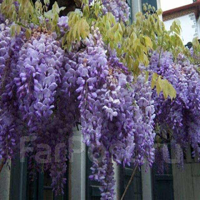 Глициния китайская, Вистерия, новый, в наличии. Цена: 2 175₽ во ...