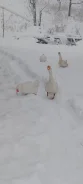 ����. ����