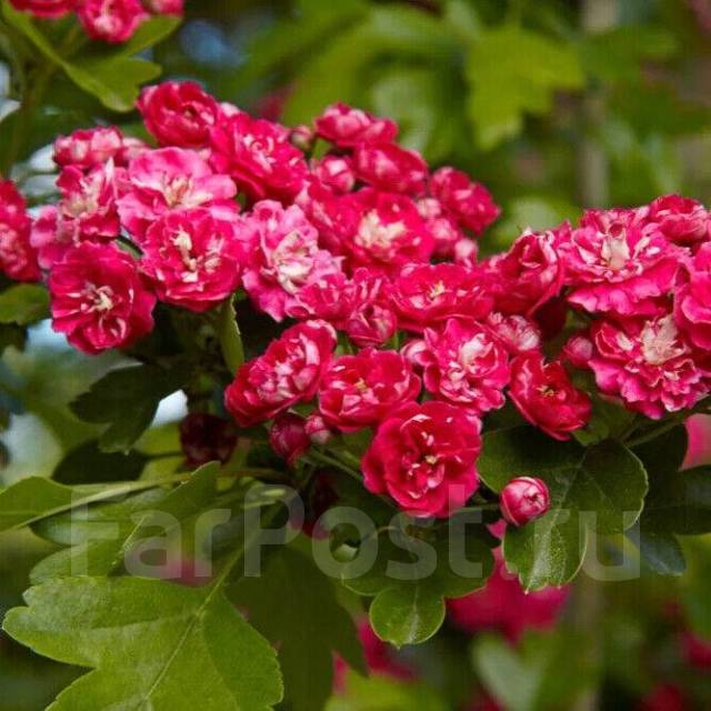 Боярышник Пауль Скарлет, новый, в наличии. Цена: 1 725₽ во Владивостоке