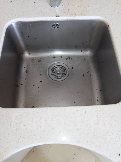 Уничтожение Клопов Потравить Тараканов Блох Шершней Ос СЭС Владивосток