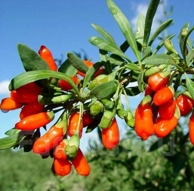 Как выглядит ягода годжи фото растения
